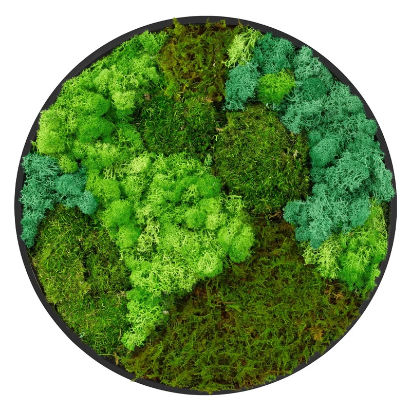 ECD GERMANY | Moosbild mit echtem Kugel-, Island- und Flachmoos-Mix Rund Ø 40 cm Grün Mooswand Indoor Wanddeko Holzrahmen Wandbild für Haus Büro