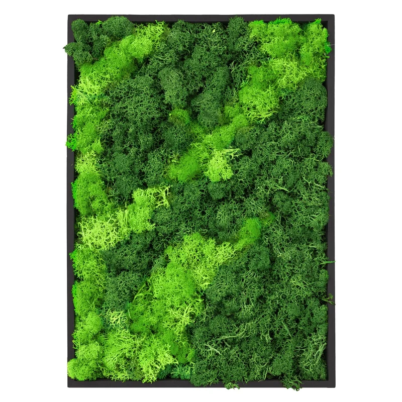 ECD GERMANY | Moosbild mit echtem Islandmoos, Rechteck, 38x27 cm, Grün, Mooswand Indoor, Wanddeko mit Holzrahmen, Wandbild, Moos Deko für Haus & Büro