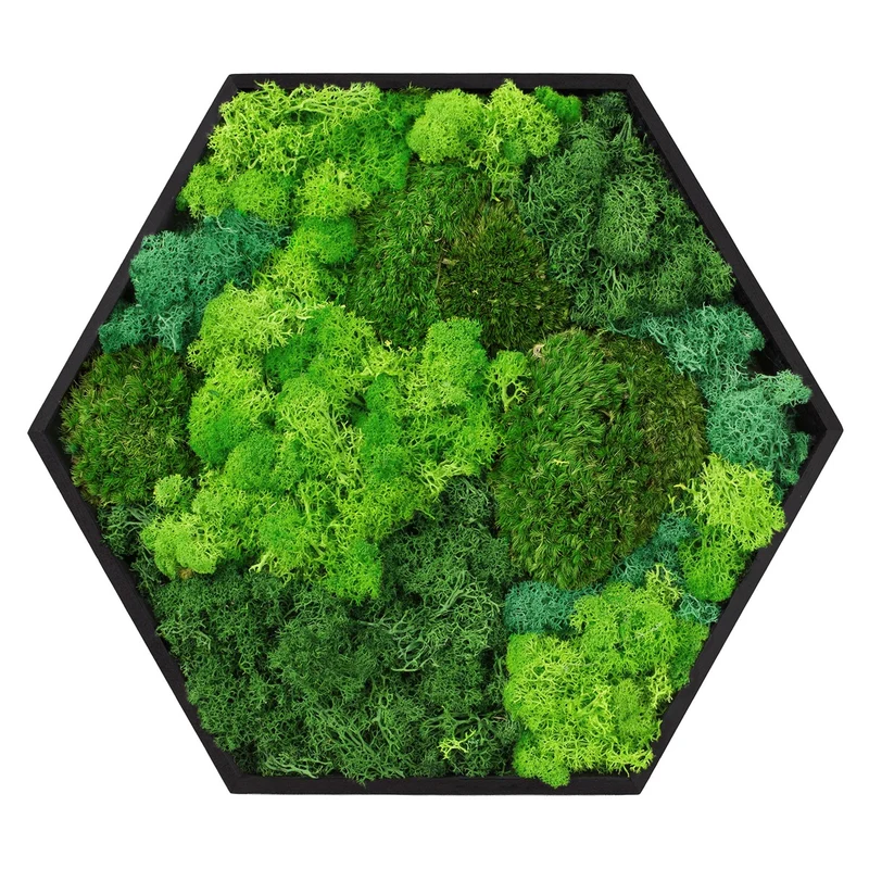 ECD GERMANY | Moosbild mit echtem Kugel-, Island- und Flachmoos-Mix Hexagon 38x34 cm Grün Mooswand Indoor Wanddeko Holzrahmen Wandbild für Haus Büro